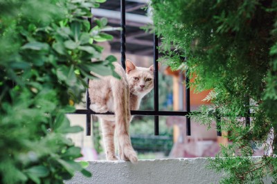 Un clôture simple permet déjà d'offrir un espace sécurisé à votre animal de compagnie