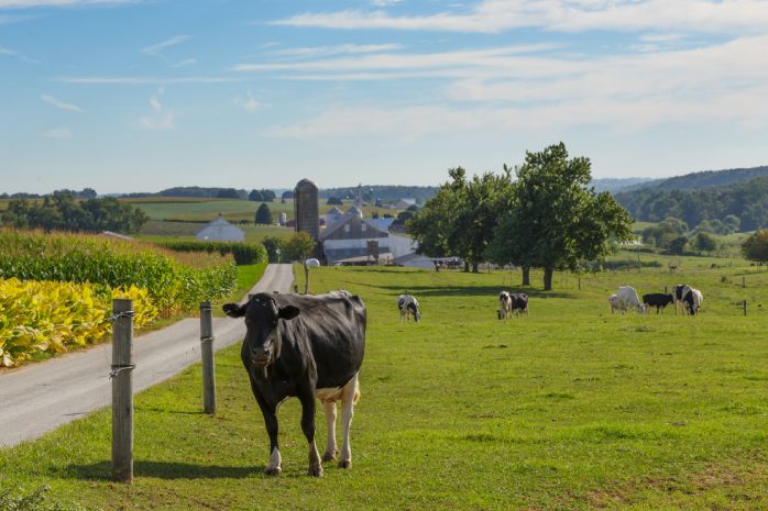 Clôtures pour pâtures de bovins en Wallonie