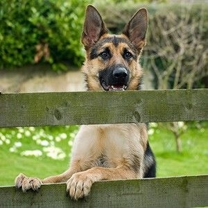 Système de sécurité pour chiens