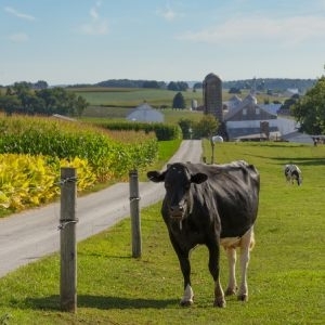 Comment bien clôturer une pâture pour chevaux, bovins, ovins ou caprins en Wallonie ?