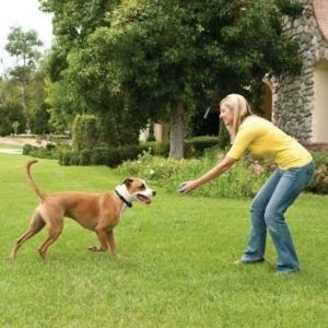 Quel dispositif anti-fugue placer dans son jardin pour retenir un chien ?