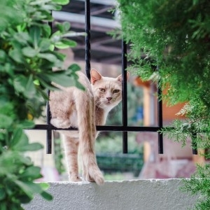 Clôturez et sécurisez votre jardin pour protéger votre chien ou chat